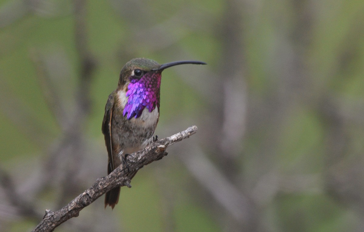 Lucifer Hummingbird - ML638422043