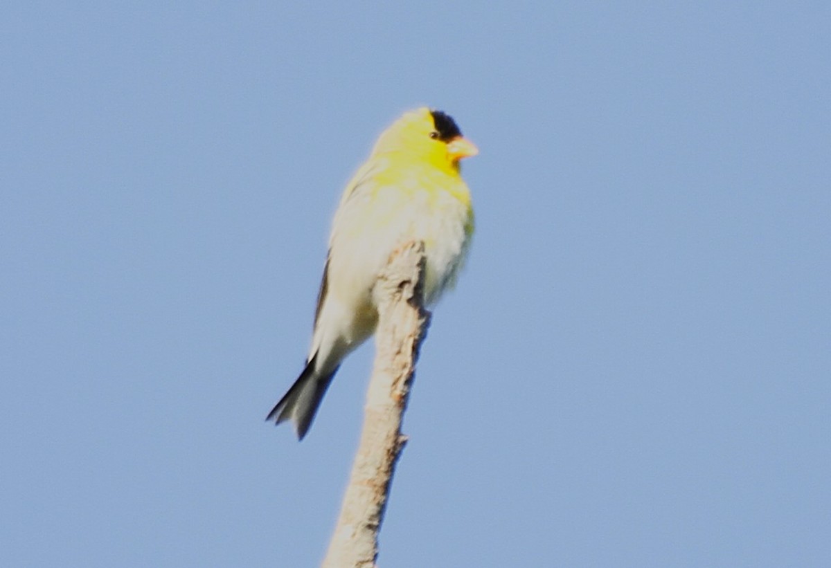 American Goldfinch - ML638422075
