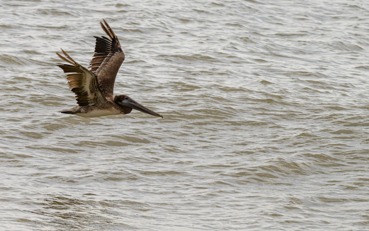 Brown Pelican - ML638422094