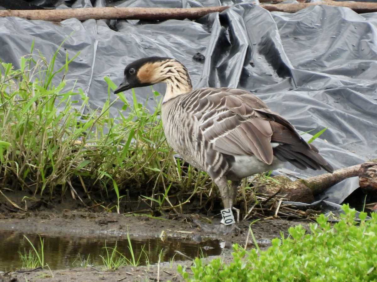 Hawaiian Goose - ML638422120
