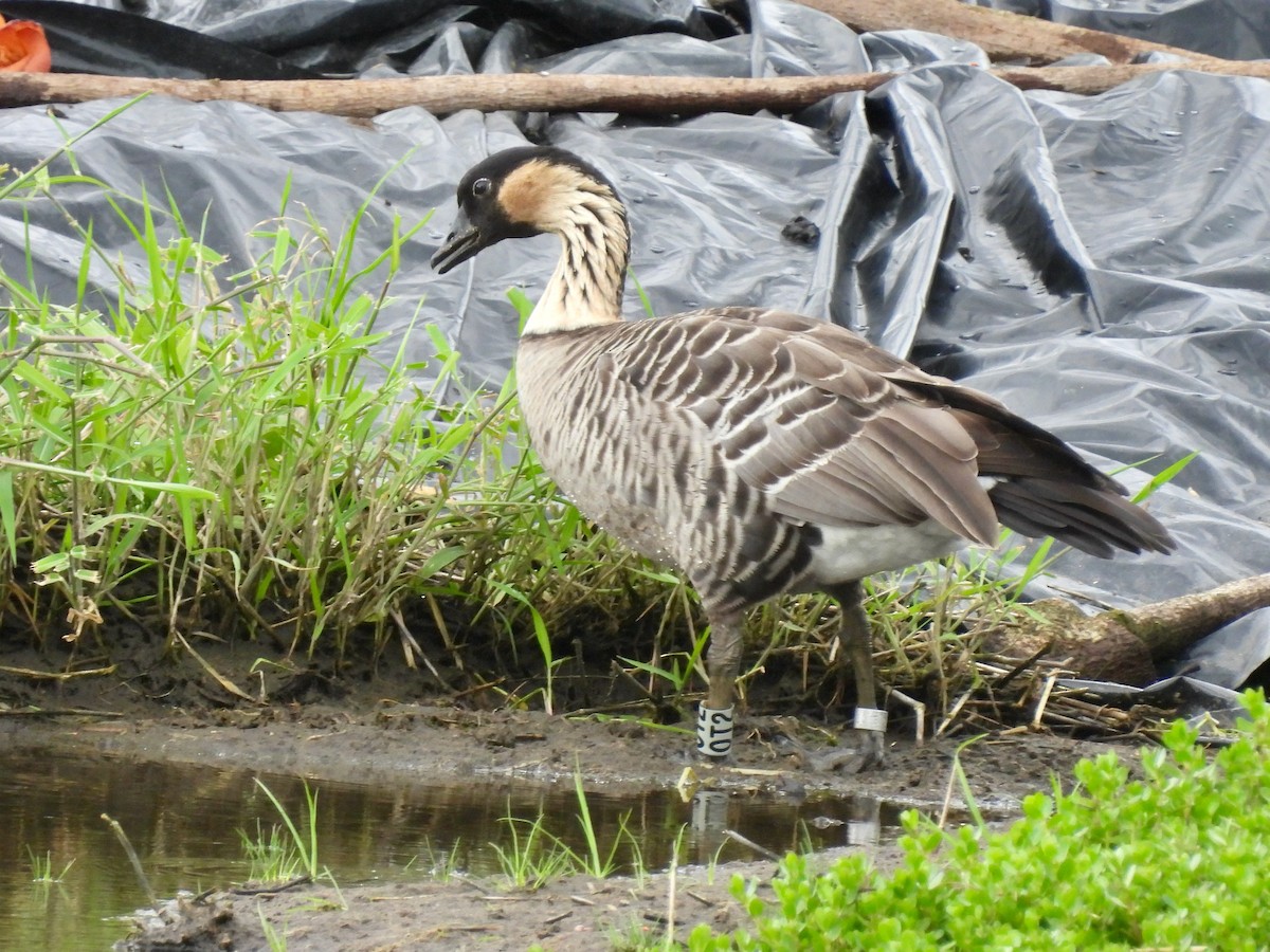 Hawaiian Goose - ML638422122