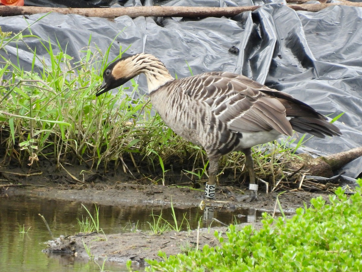 Hawaiian Goose - ML638422125