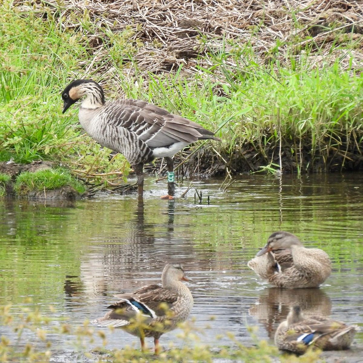 Hawaiian Goose - ML638422129