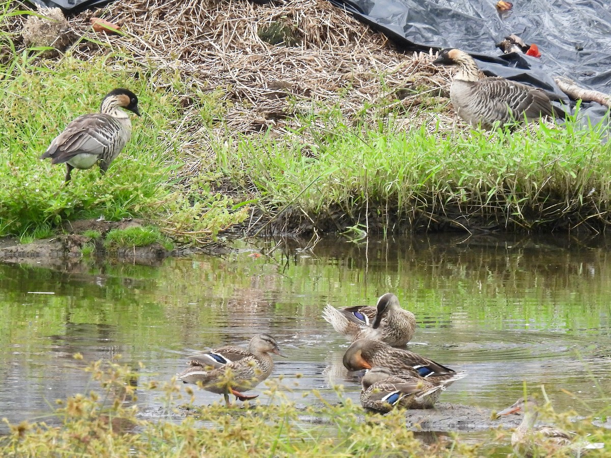 Hawaiian Goose - ML638422134