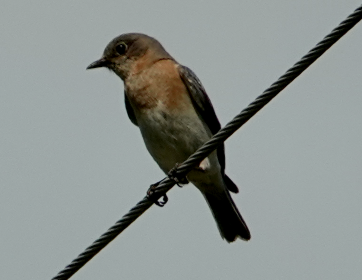 Eastern Bluebird - ML638422156