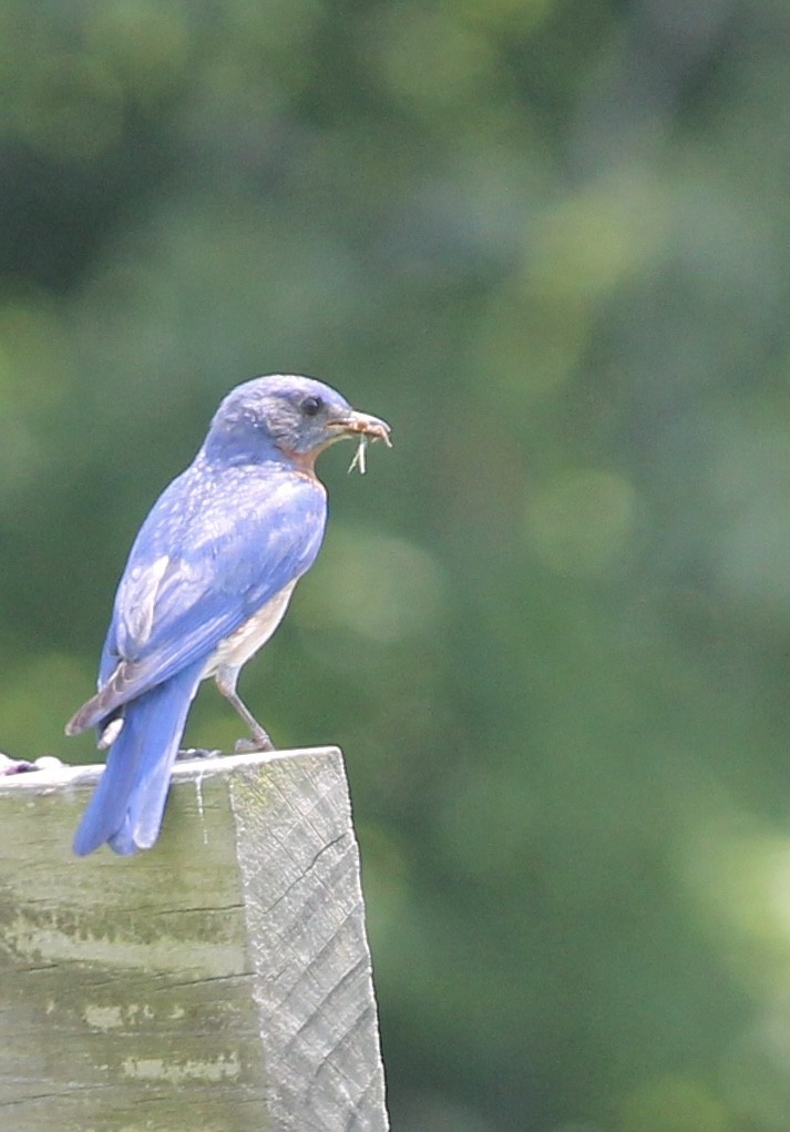 Eastern Bluebird - ML638422201