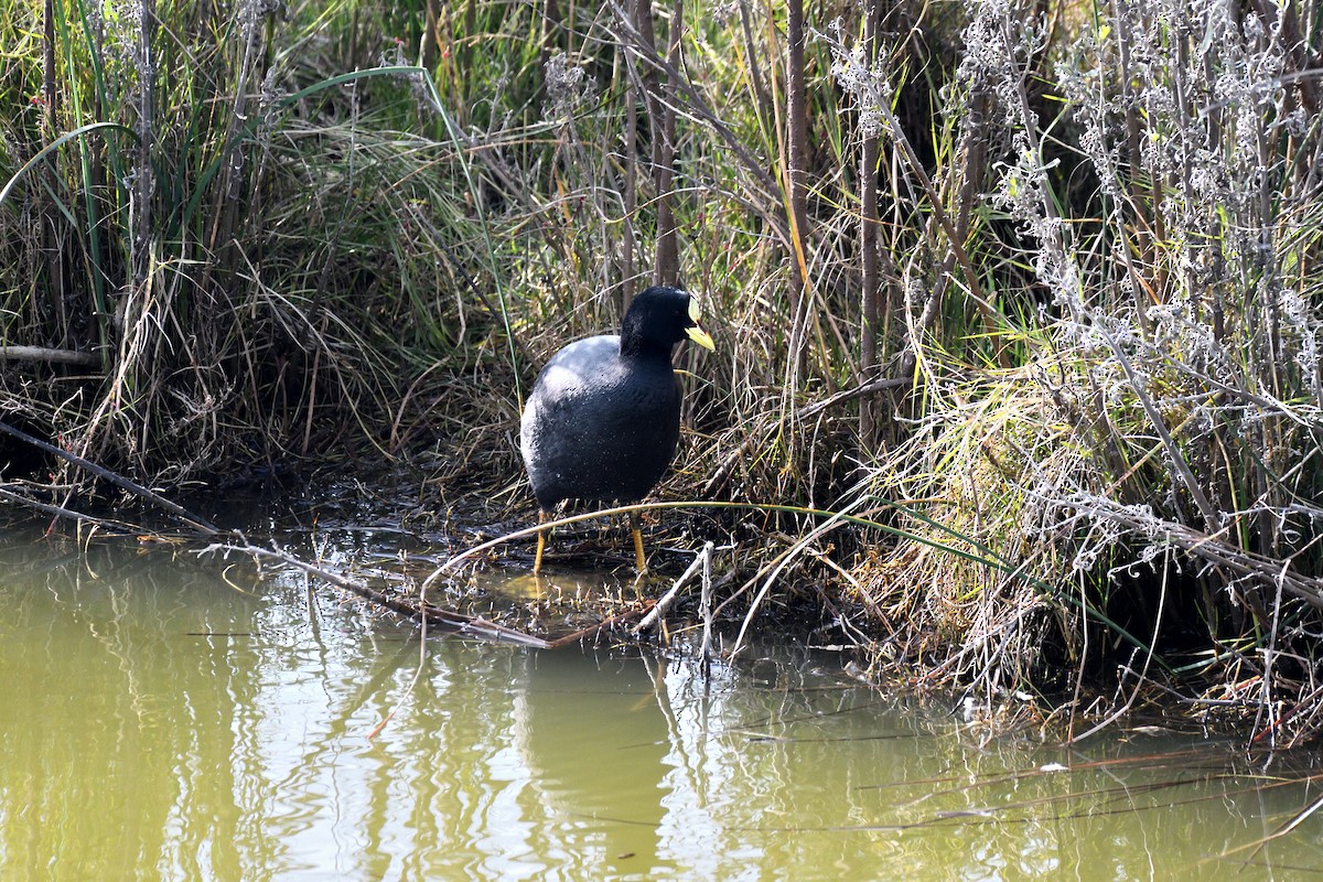 Red-gartered Coot - ML638422206