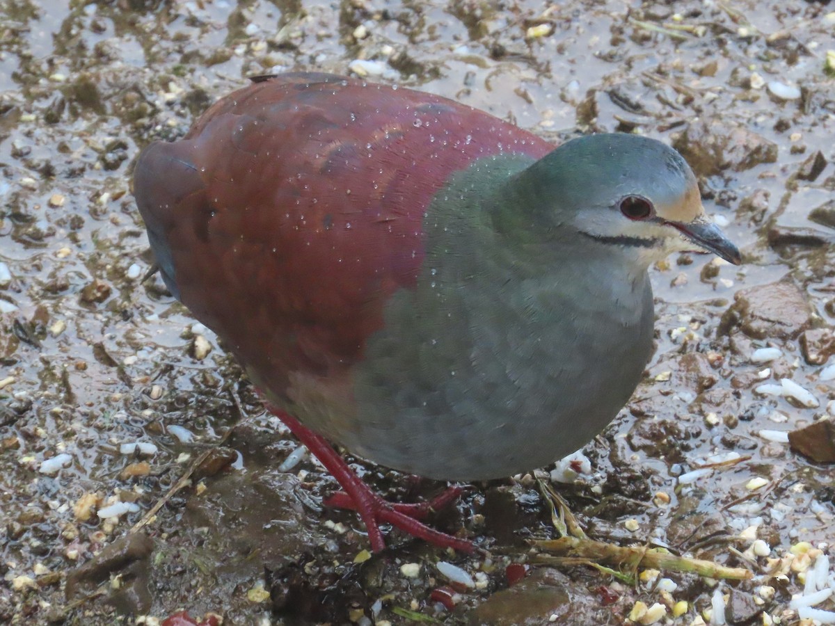 Buff-fronted Quail-Dove - ML638422275