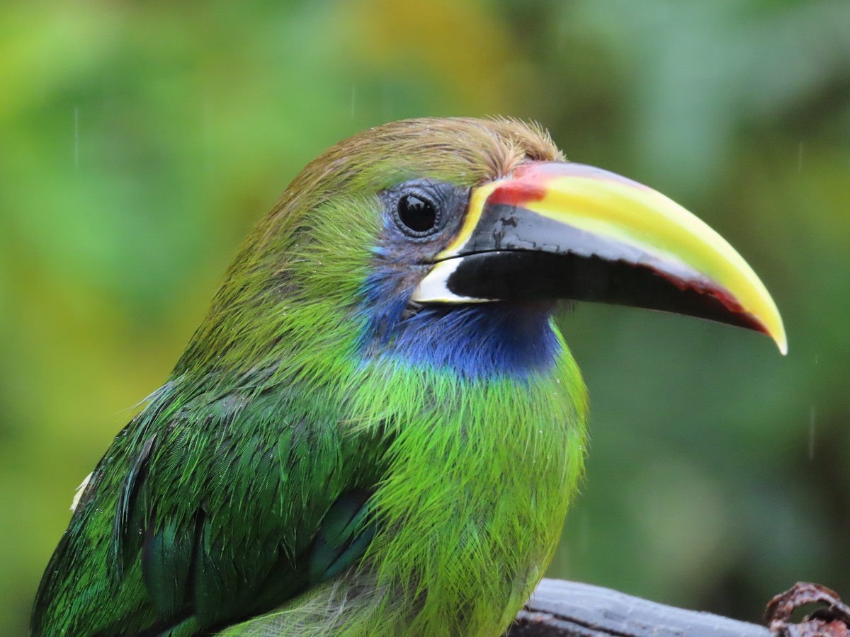 Northern Emerald-Toucanet - ML638422307