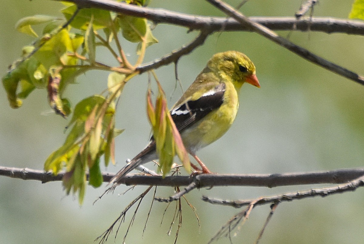 American Goldfinch - ML638422321