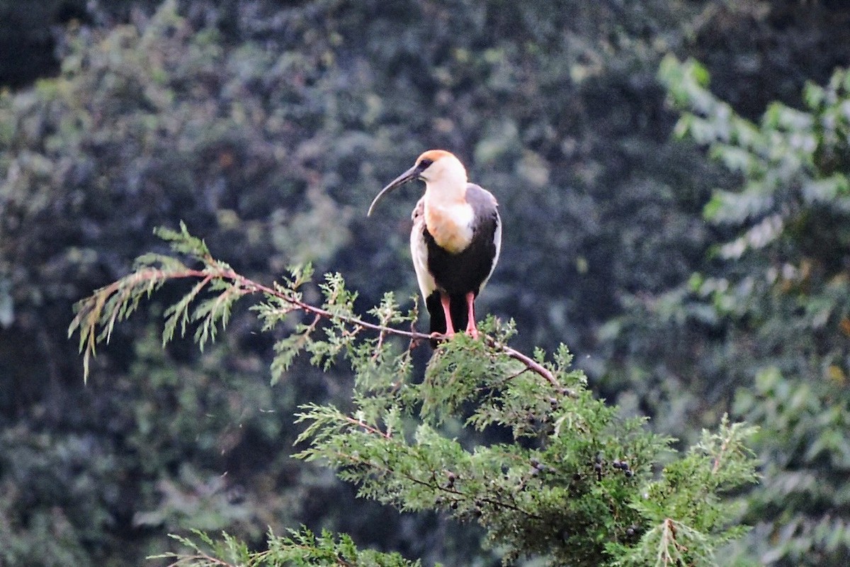 Buff-necked Ibis - ML638422332
