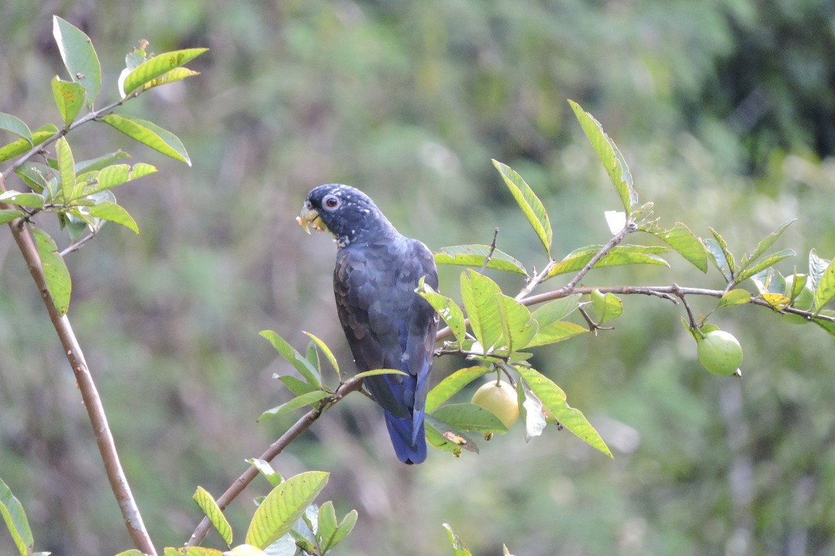 Bronze-winged Parrot - ML638422352