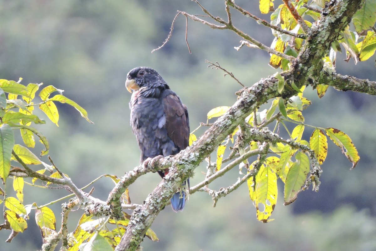 Bronze-winged Parrot - ML638422353