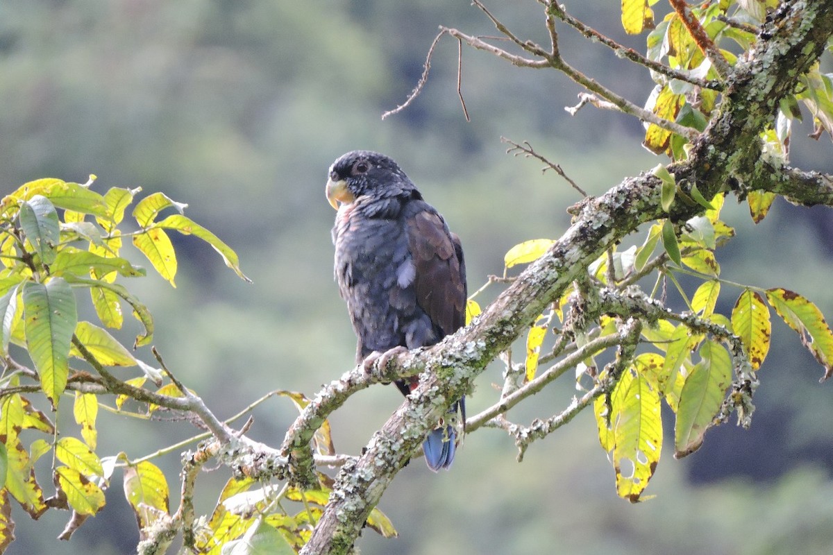 Bronze-winged Parrot - ML638422354