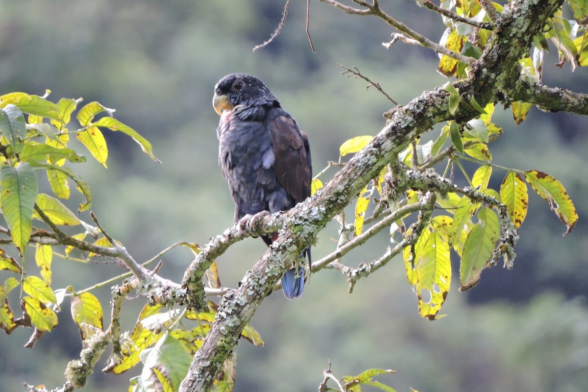 Bronze-winged Parrot - ML638422355