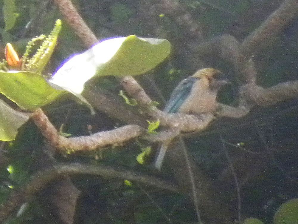 Burnished-buff Tanager - ML638422380