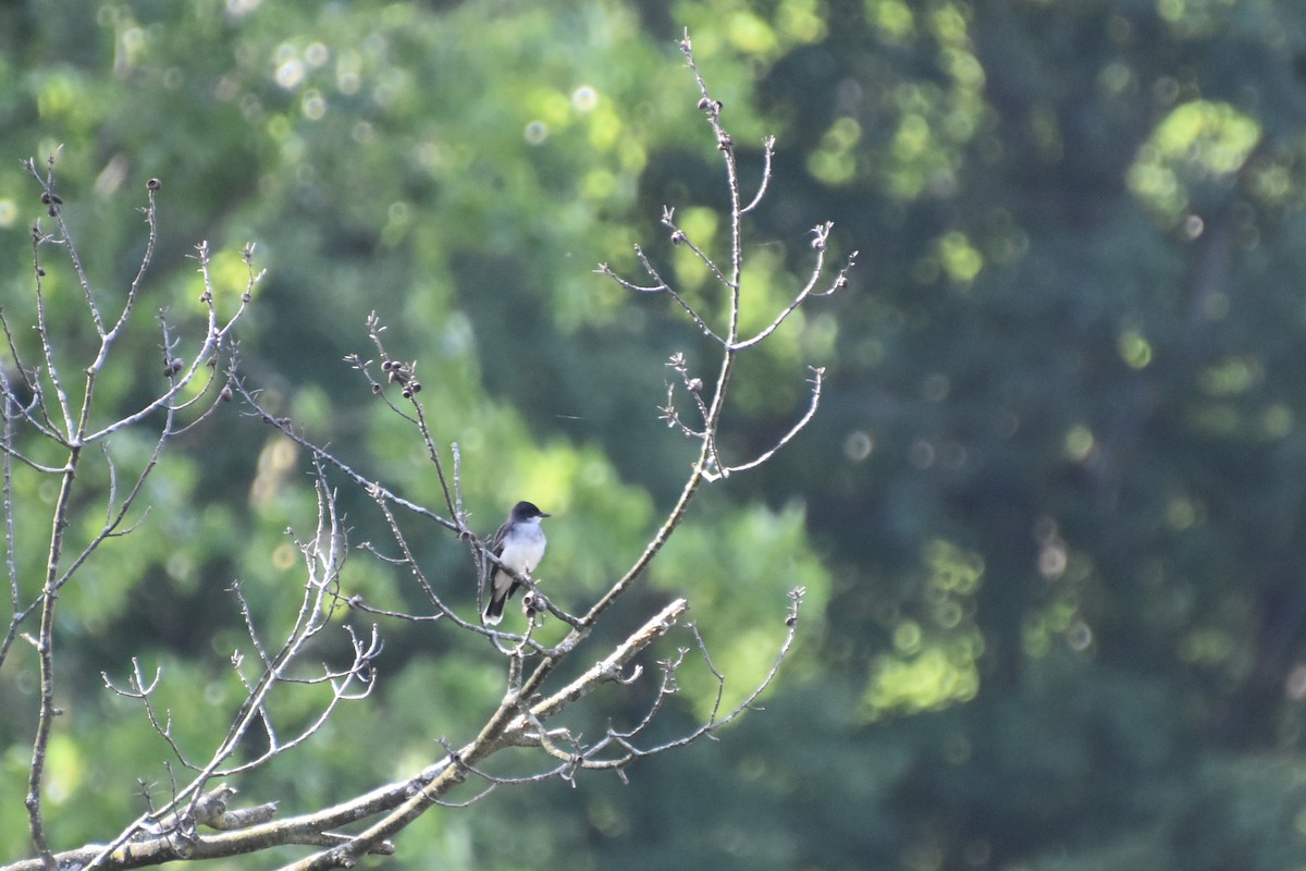 Тиран королівський - ML638422384