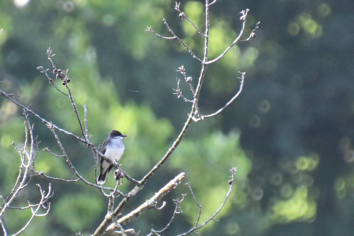 Тиран королівський - ML638422390