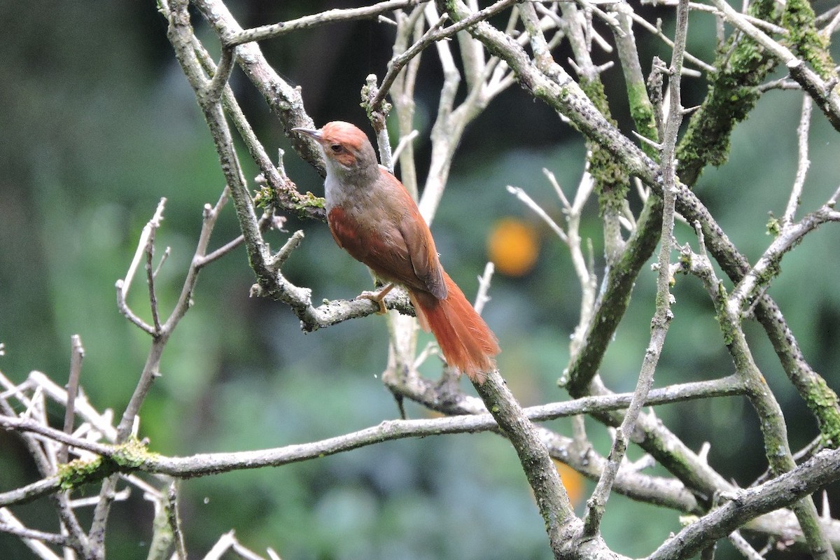Red-faced Spinetail - ML638422400
