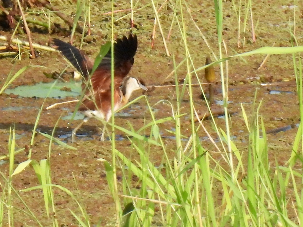 African Jacana - ML638422406