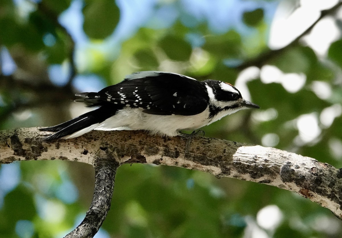 Hairy Woodpecker - ML638422417