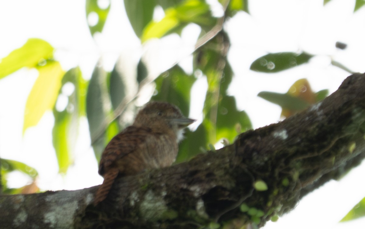 Barred Puffbird - ML638422471