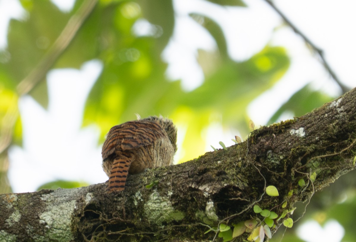Barred Puffbird - ML638422473