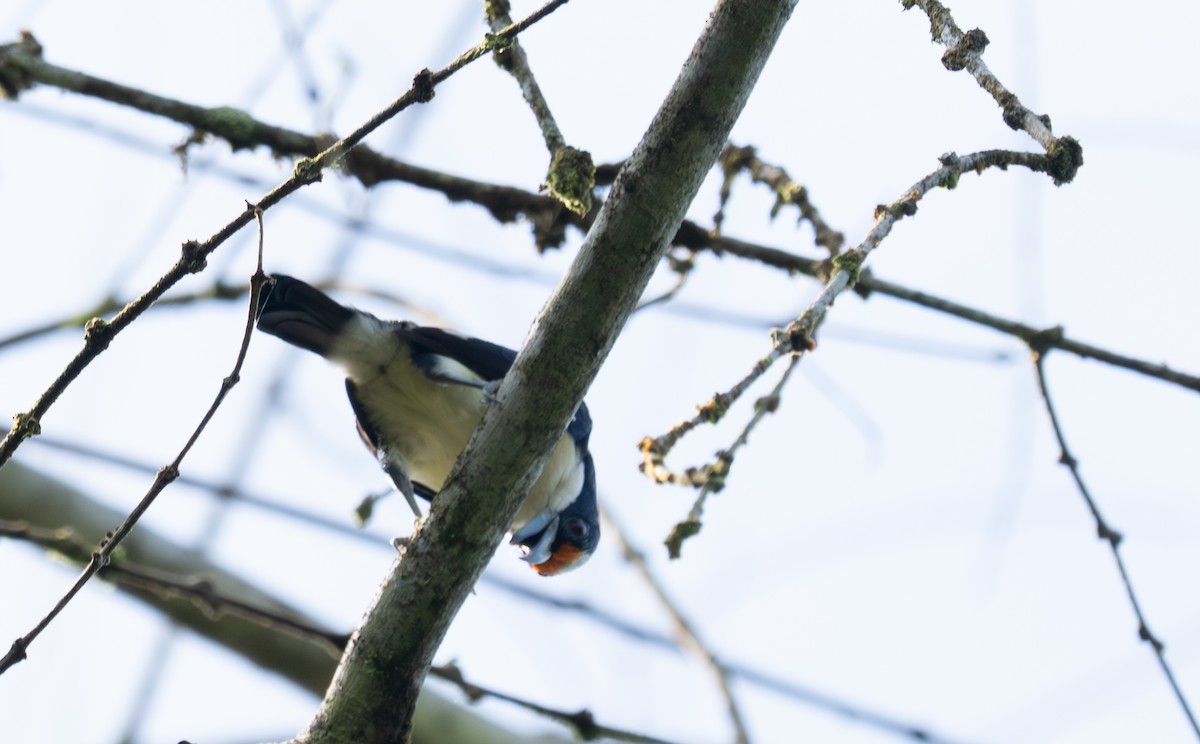 Orange-fronted Barbet - ML638422488