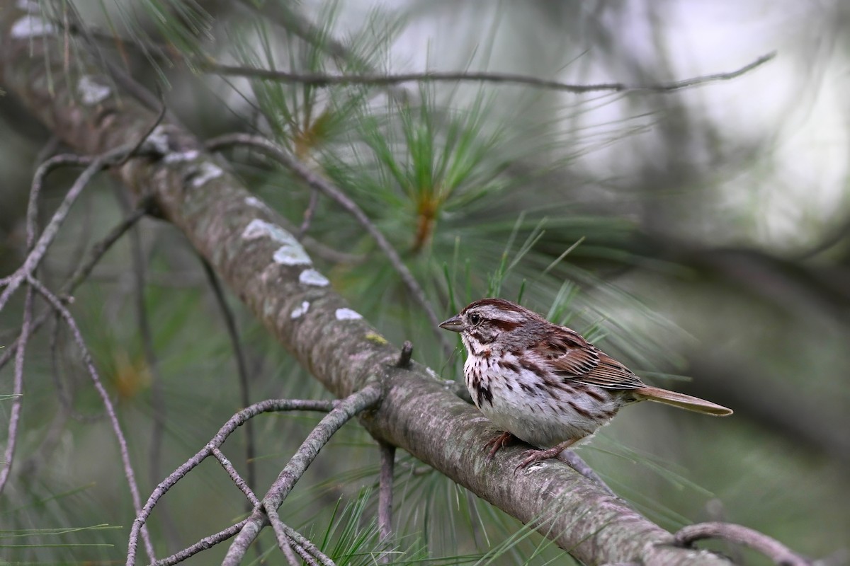 Song Sparrow - ML638422529