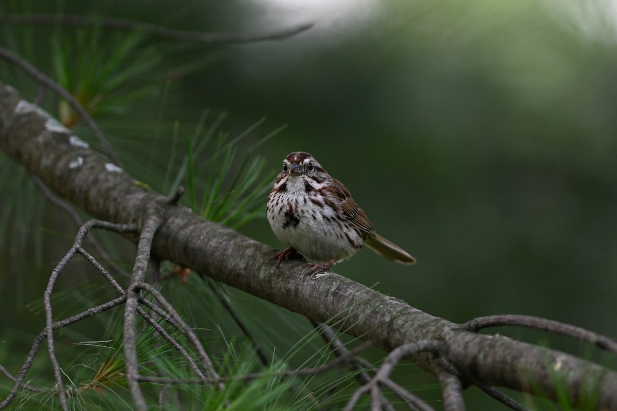 Song Sparrow - ML638422532