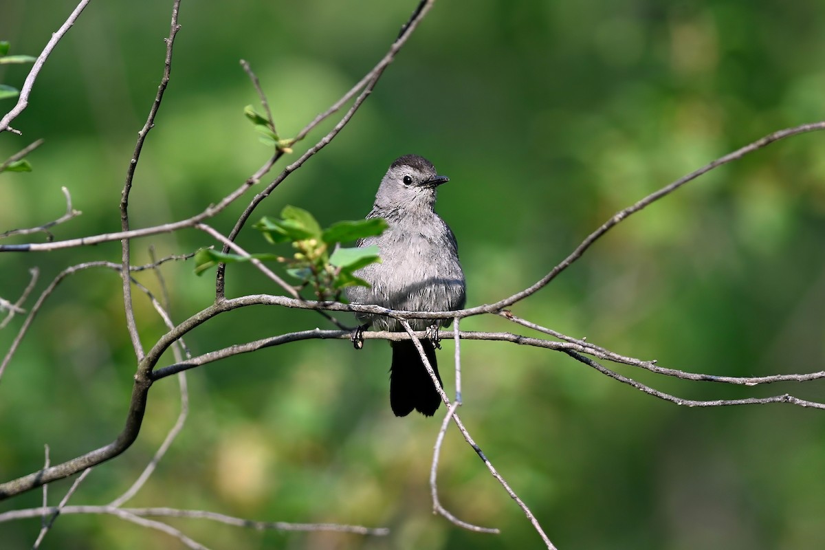 Gray Catbird - ML638422537