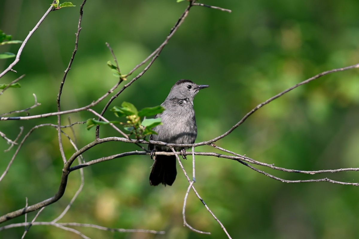 Gray Catbird - ML638422545
