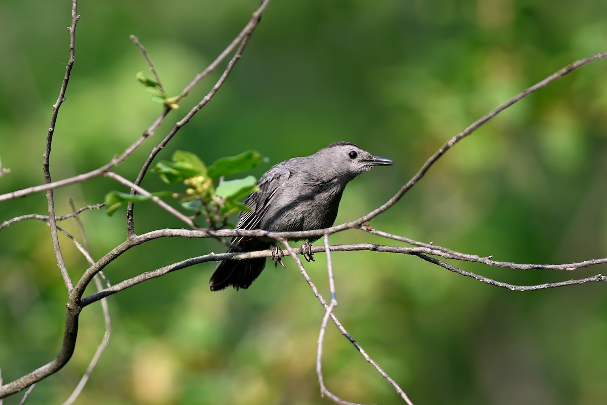 Gray Catbird - ML638422546
