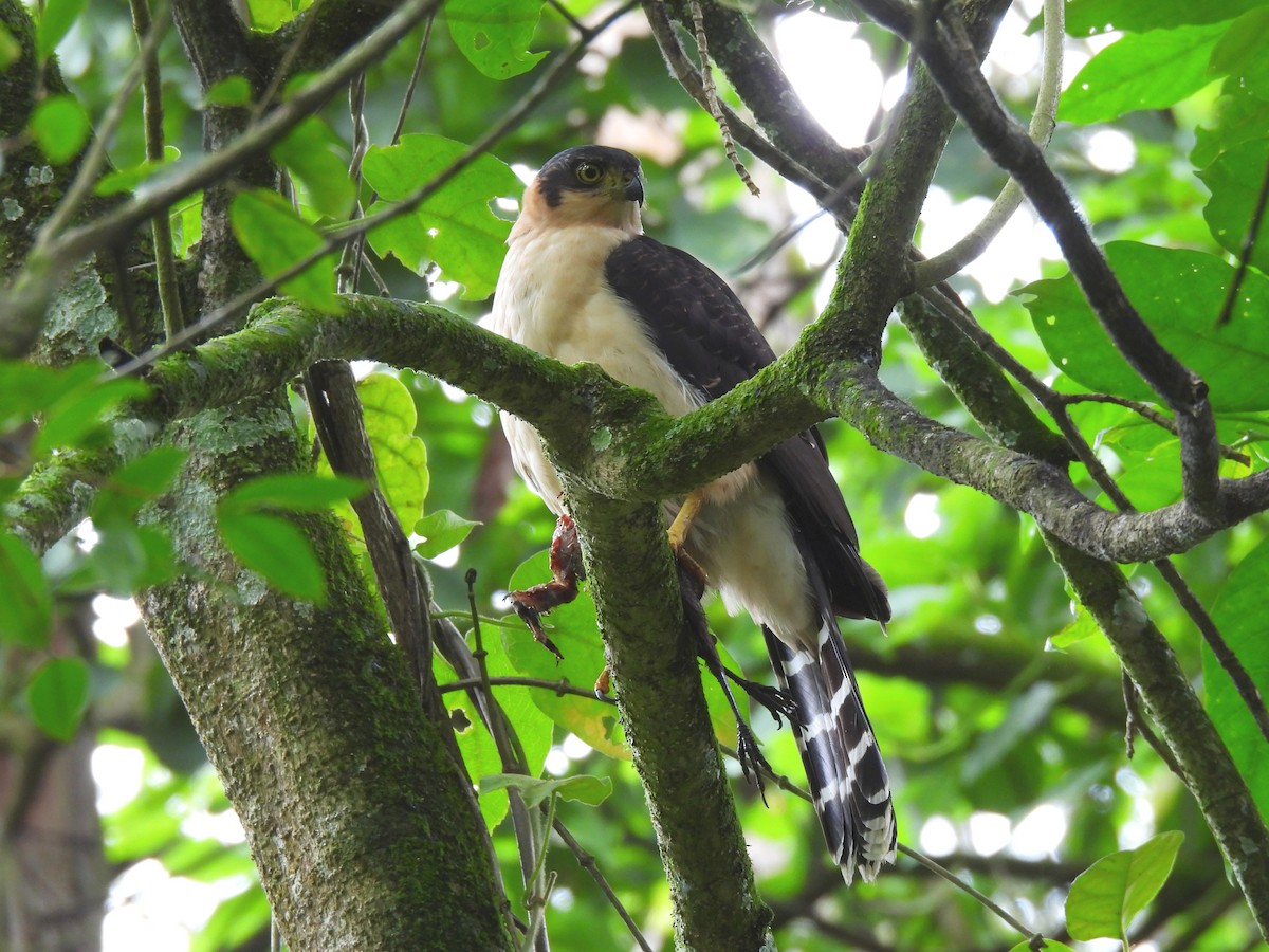 Bicolored Hawk - ML638422547