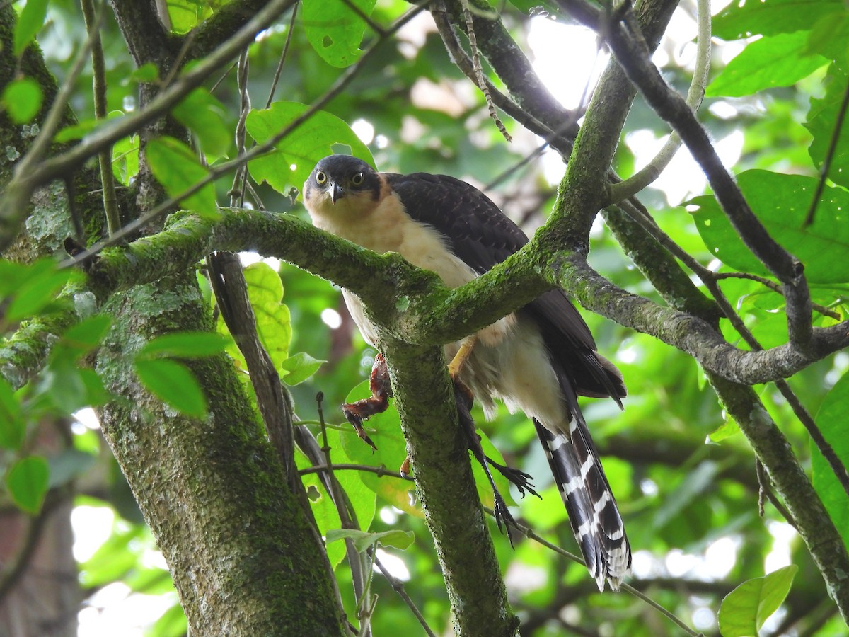 Bicolored Hawk - ML638422548