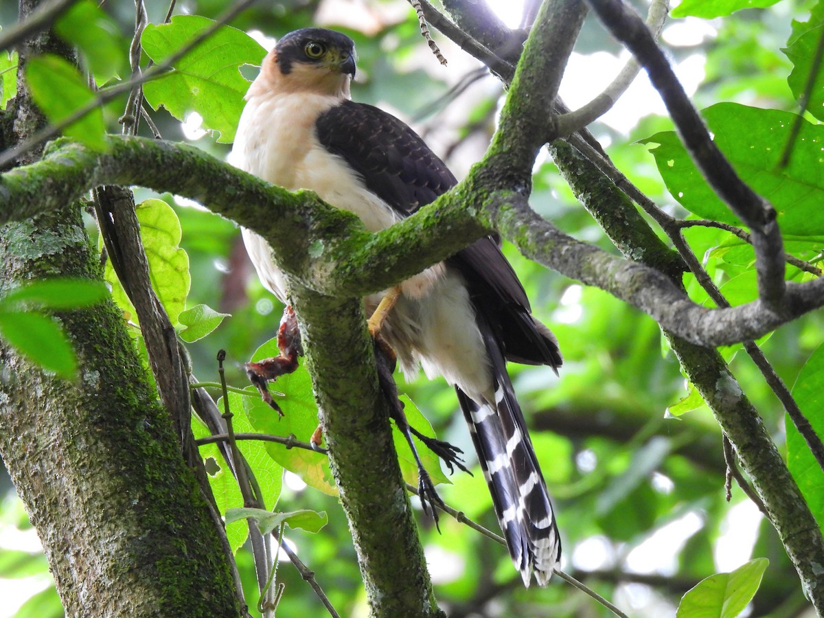 Bicolored Hawk - ML638422550