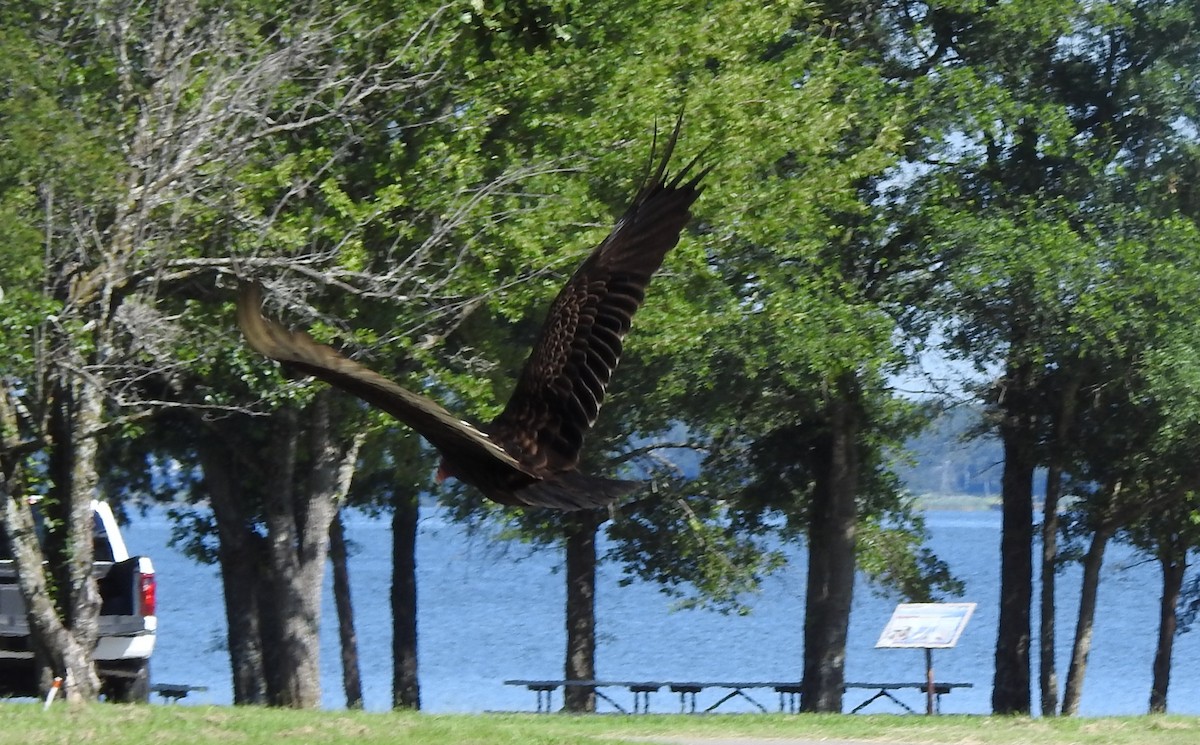 Turkey Vulture - ML638422552
