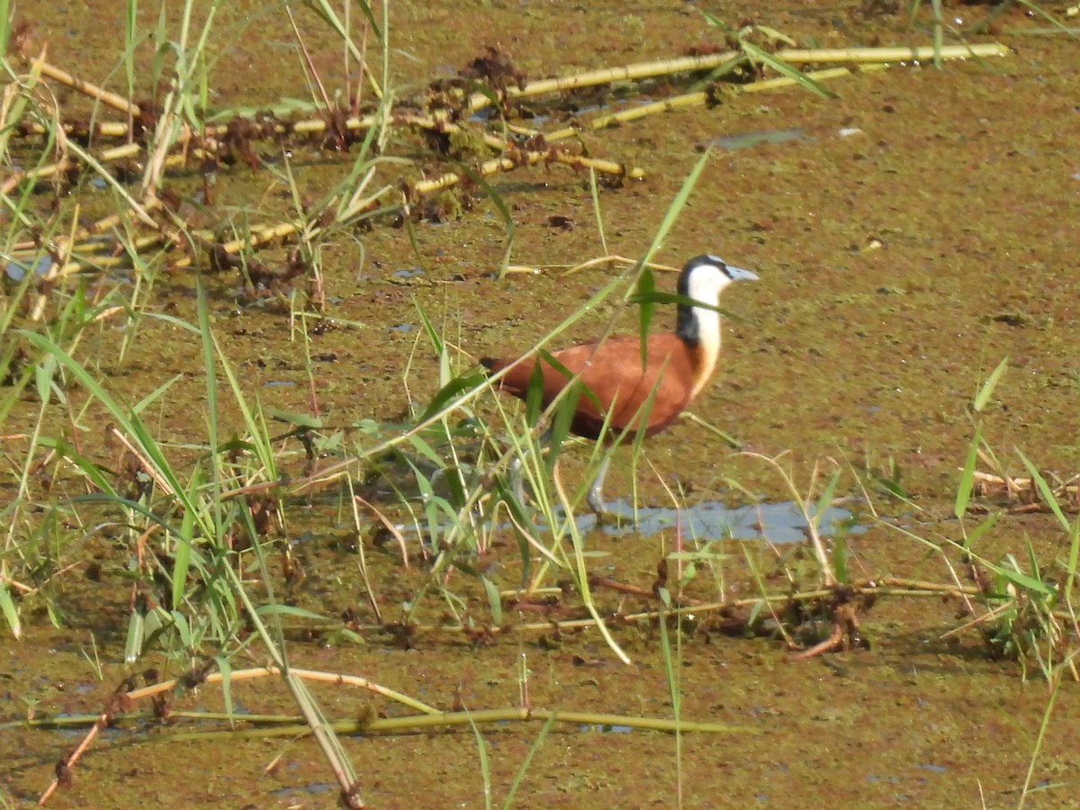 African Jacana - ML638422564