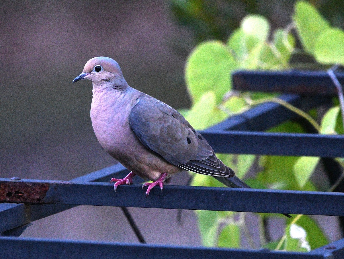 Zenaida arrunta - ML638422620