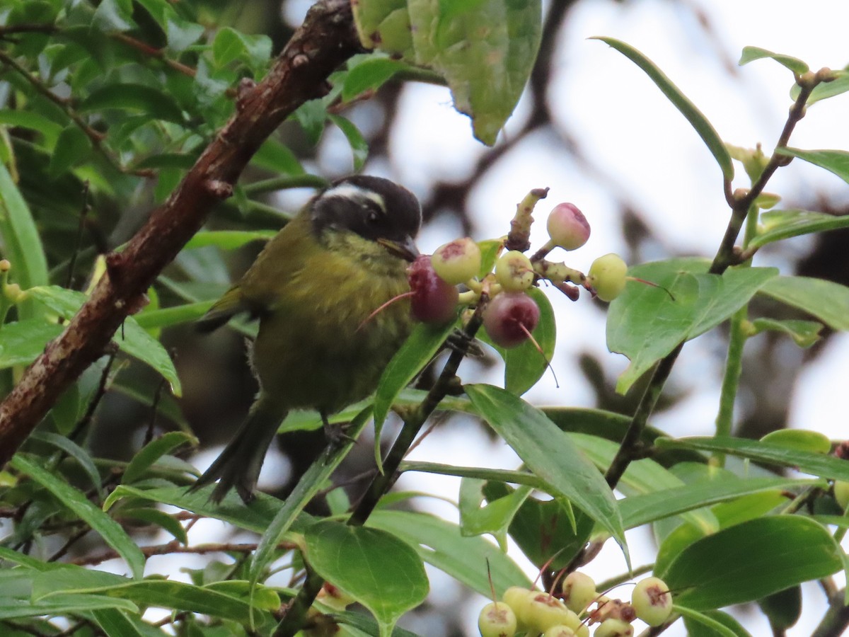 Sooty-capped Chlorospingus - ML638422622