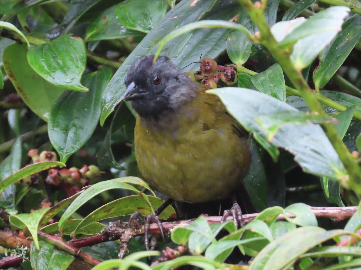 Large-footed Finch - ML638422627