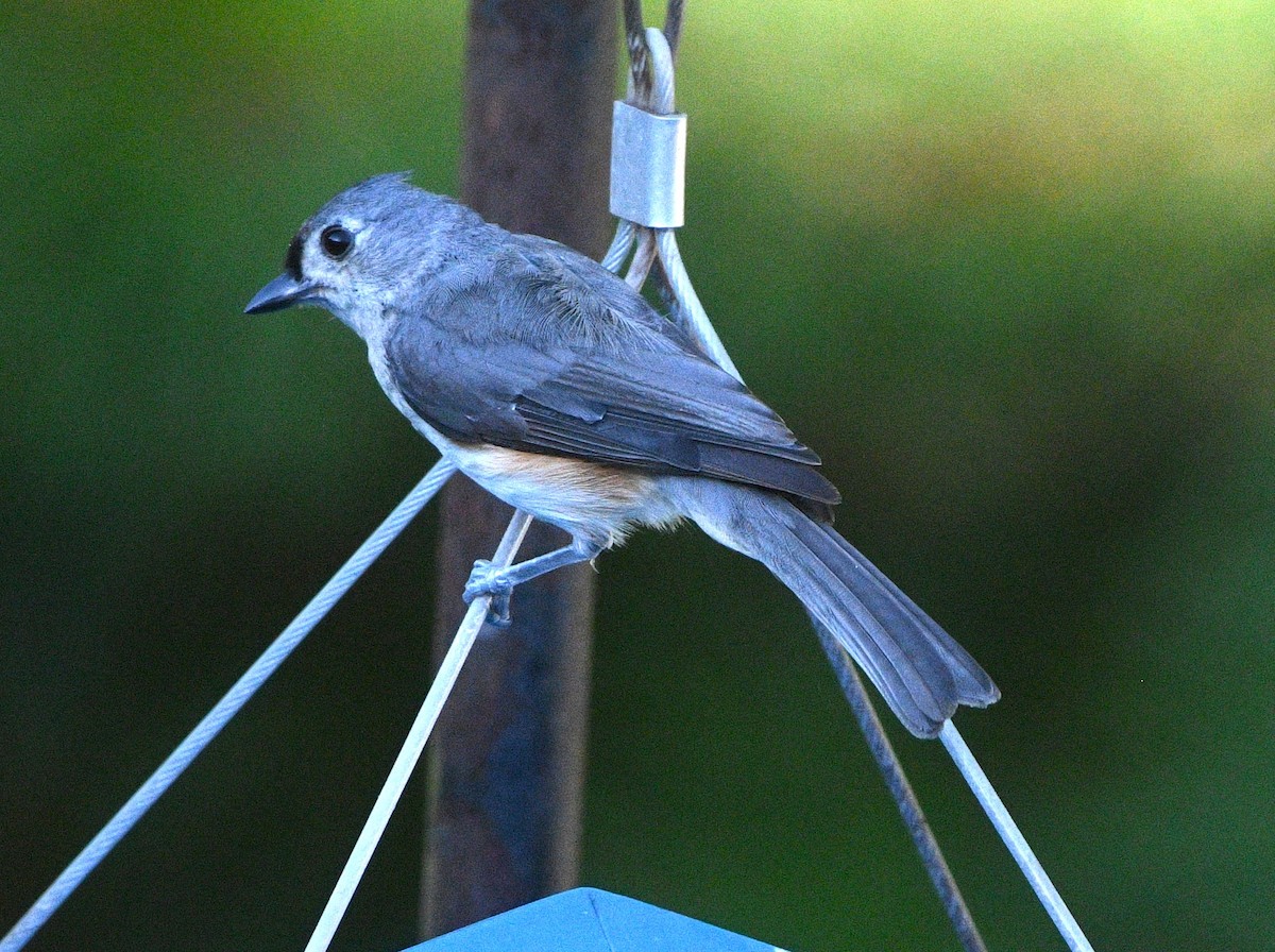 Tufted Titmouse - ML638422643