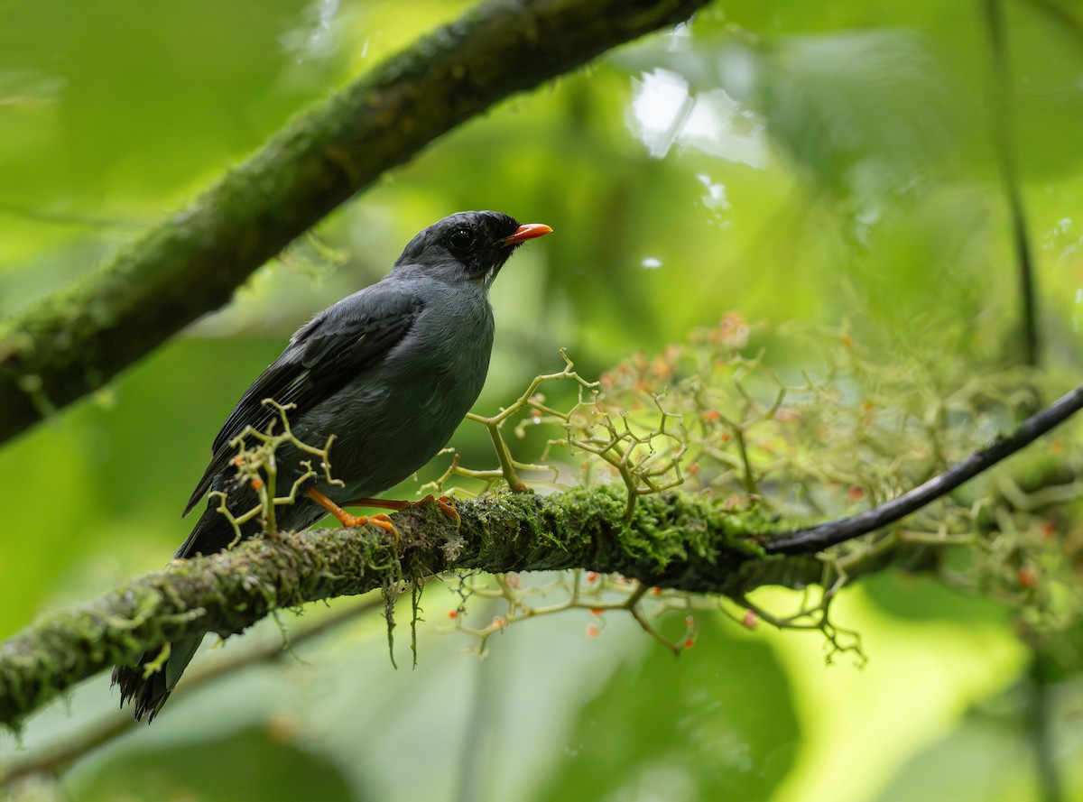 Black-faced Solitaire - ML638422647