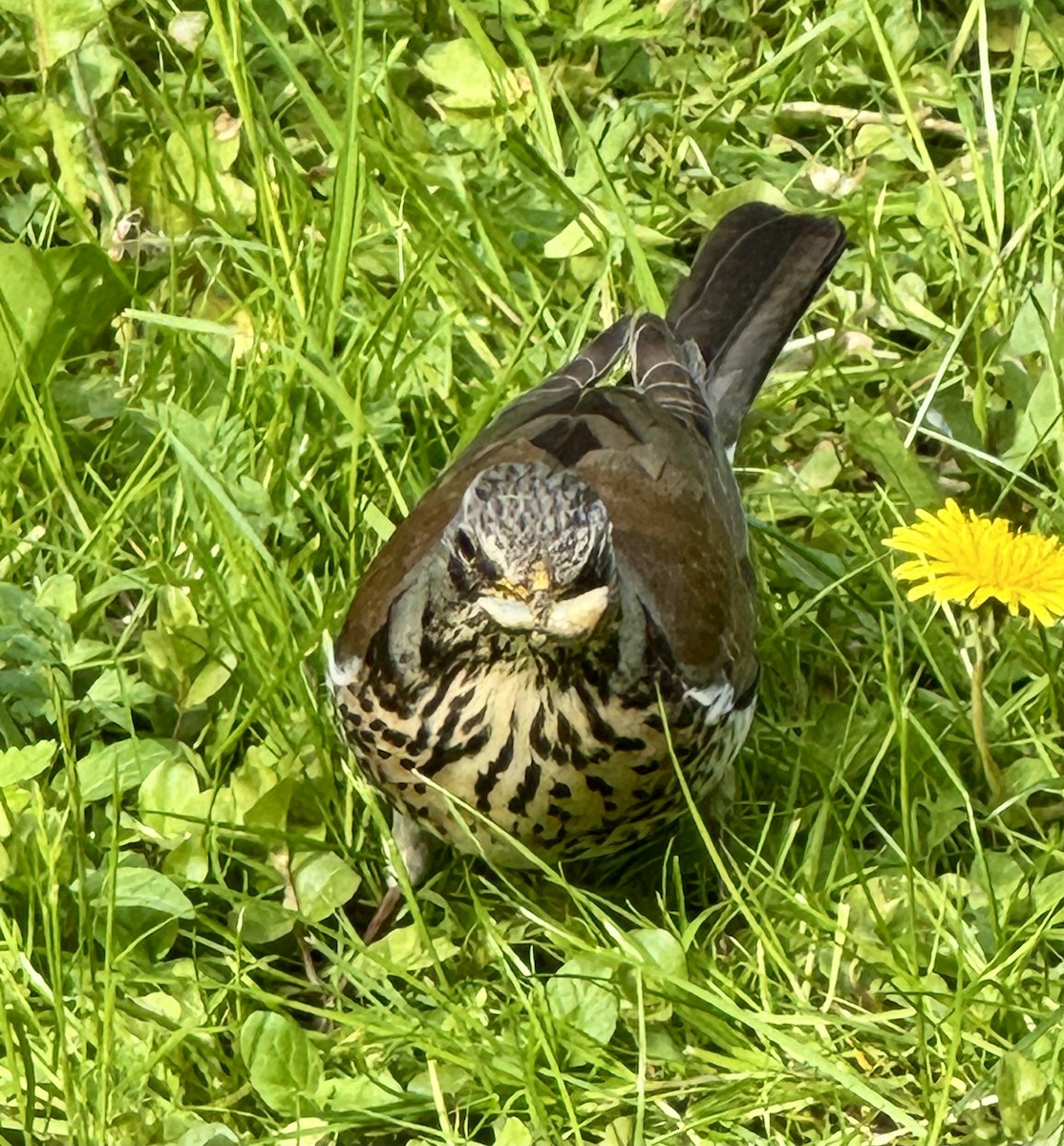 Fieldfare - ML638422652