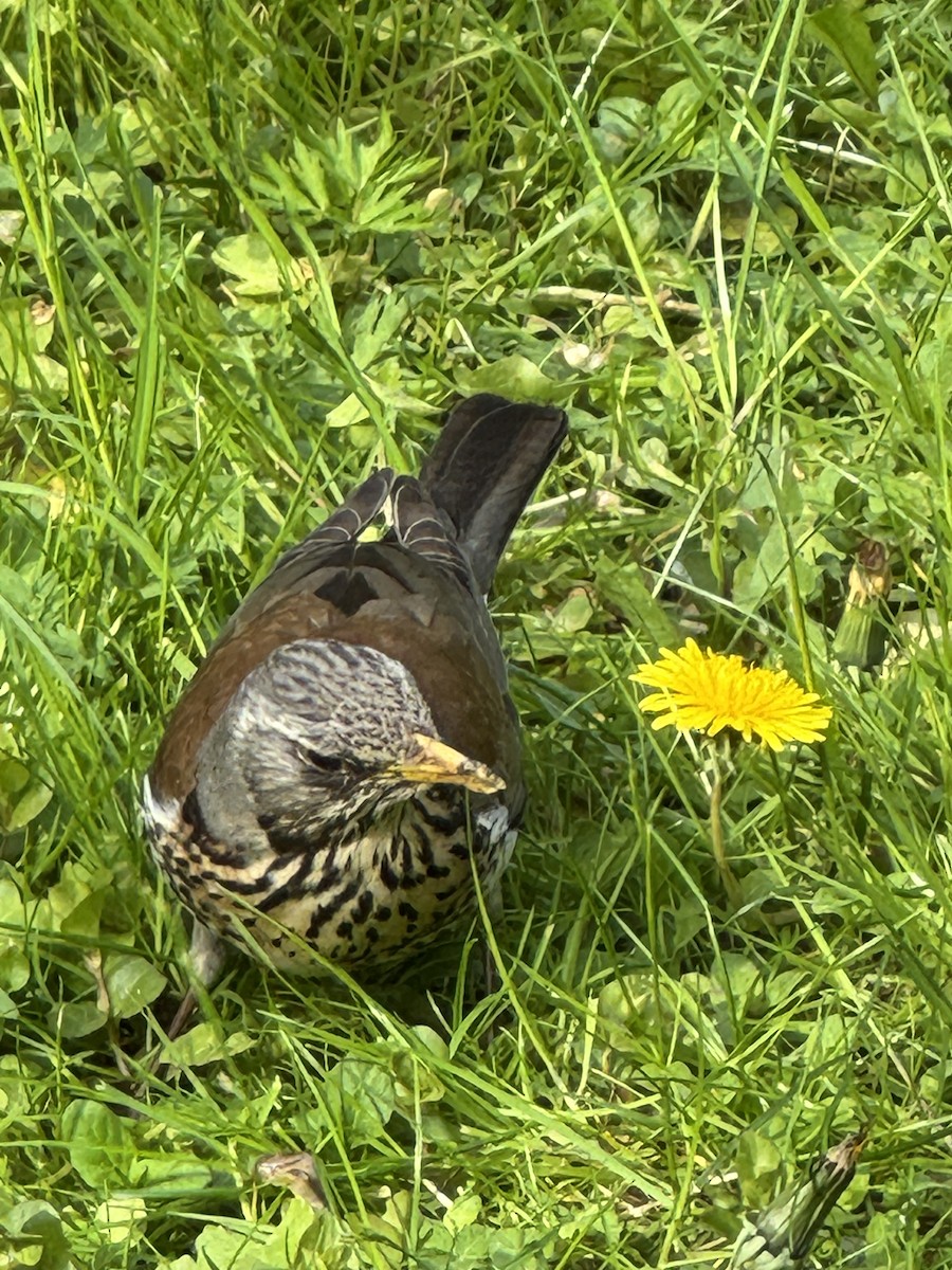Fieldfare - ML638422653