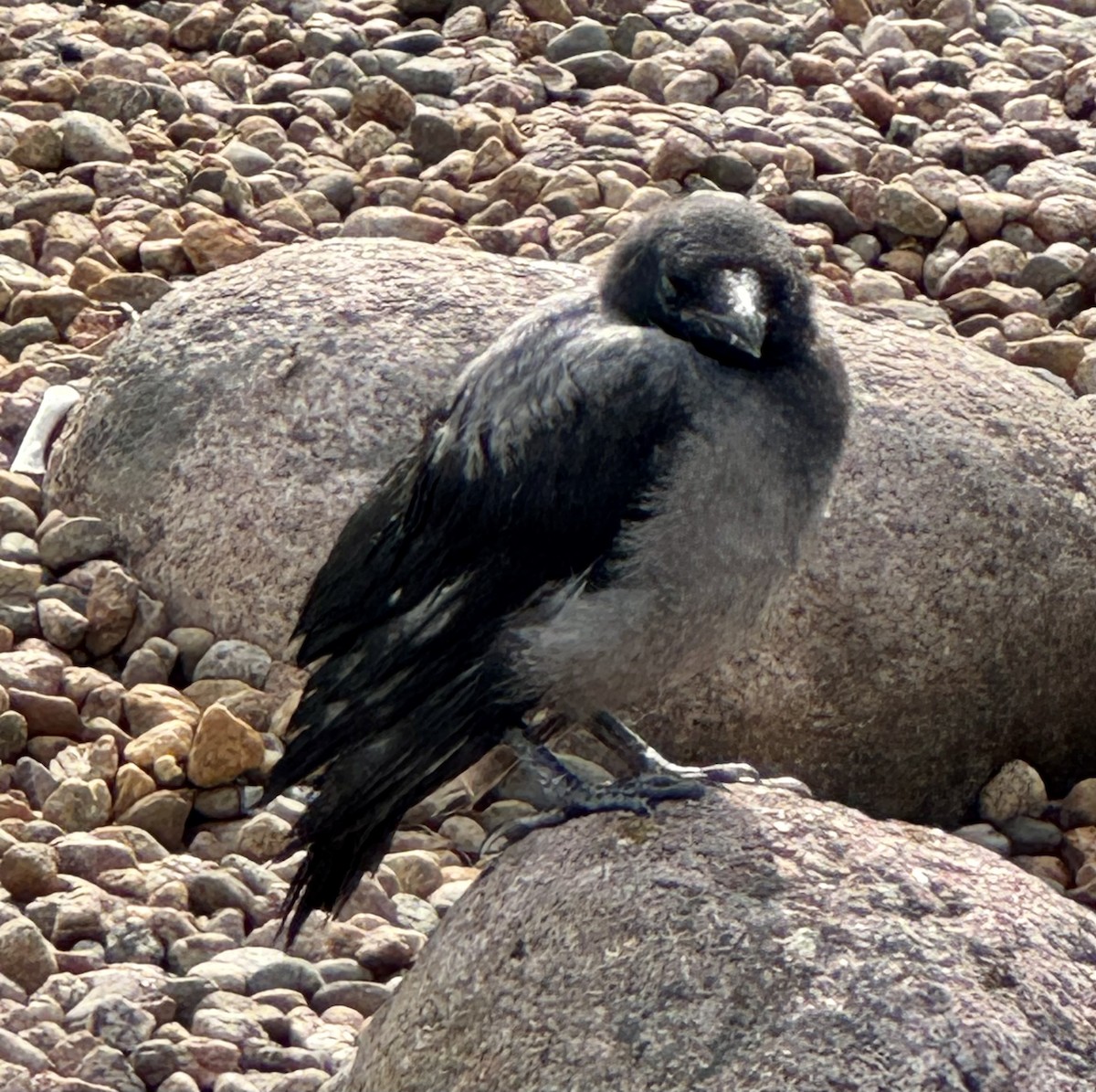 Leş Kargası - ML638422655