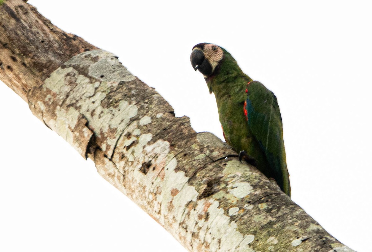Chestnut-fronted Macaw - ML638422680