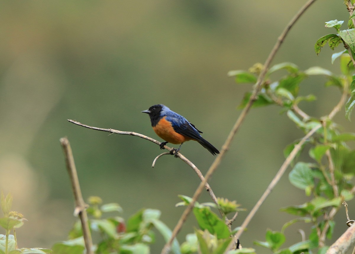 Blue-backed Conebill - ML638422717