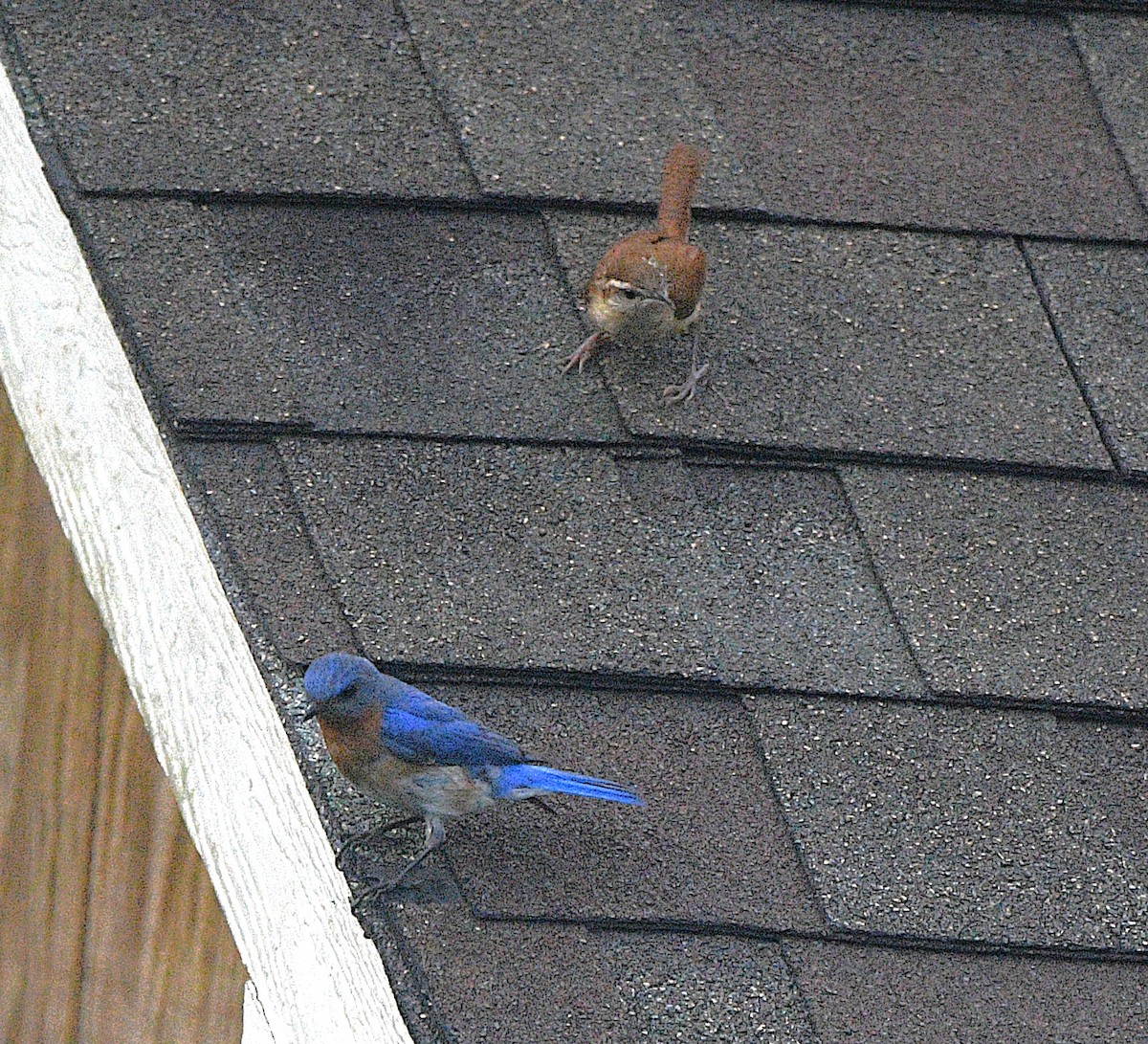 Eastern Bluebird - ML638422720