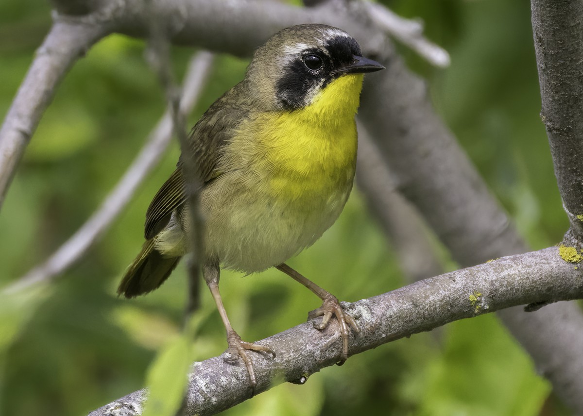Common Yellowthroat - ML638422727